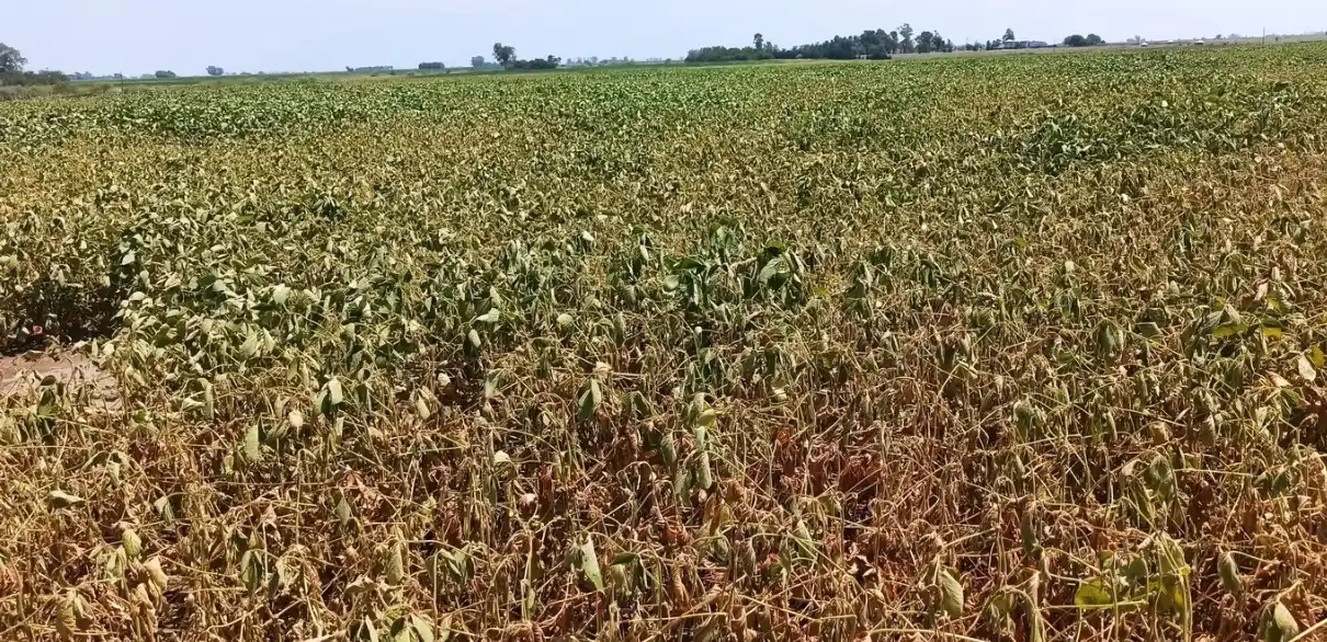 El potencial de soja de  primera cayó hasta 30%