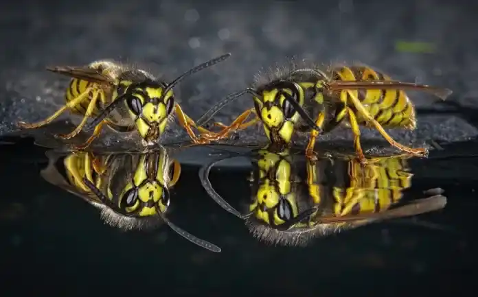 Las mejores fotografías de la vida silvestre en parejas