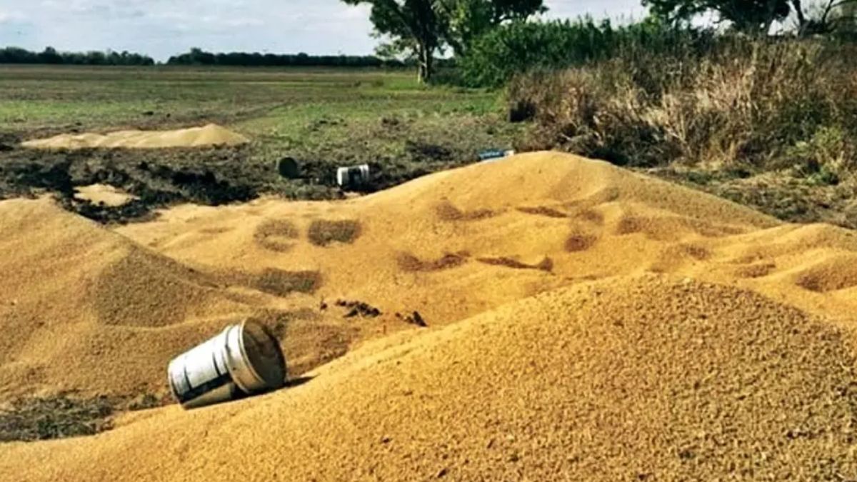 Increíble: en Josefina se robaron 45 toneladas de soja “a puro balde”