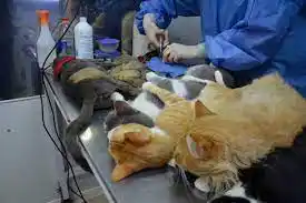 Intervenciones. A gatos y perros