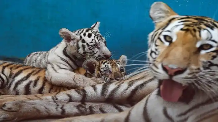 PASARON 20 AÑOS: Yanek es la primera tigresa blanca nacida en zoológico de Cuba