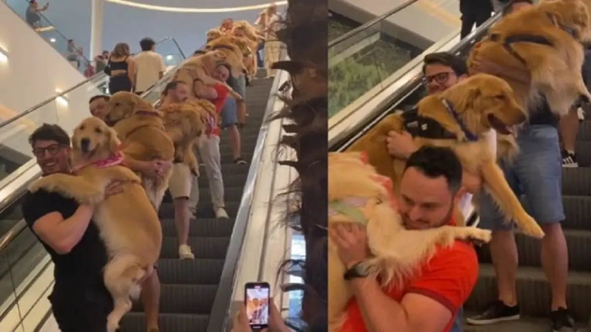 EL TIERNO Y PELUDO DESFILE que se robó el corazón de los usuarios de un centro comercial de Brasil