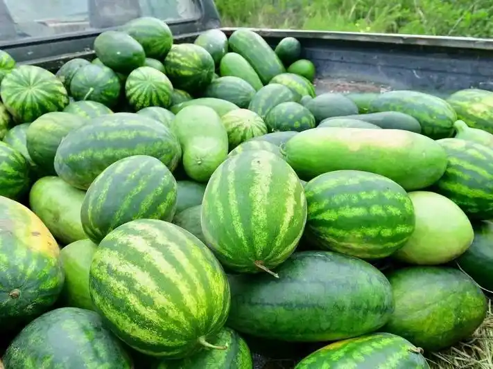 Productores de la zona de Las Lomitas
abastecen con sandías al Plan Nutrir