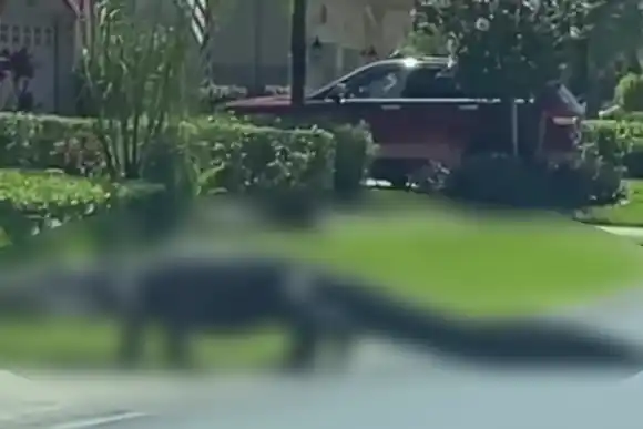 VIDEO | Un caimán de más de 3 metros caminando por un barrio lujoso ante la mirada aterrorizada de vecinos