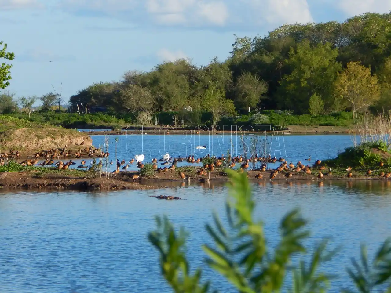 En Chascomús habrá una salida de avistaje y relevamiento en apoyo a la Ley de Humedales 