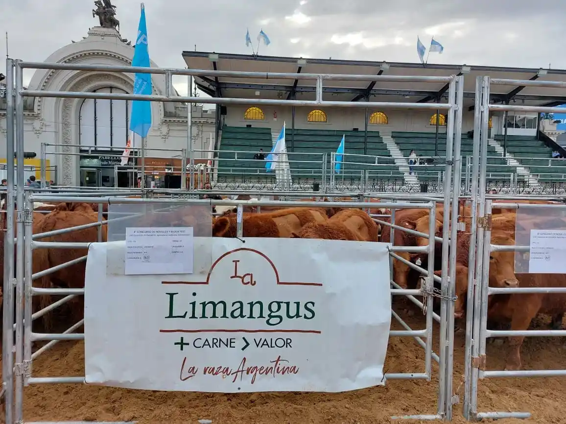 limangus palermo 2