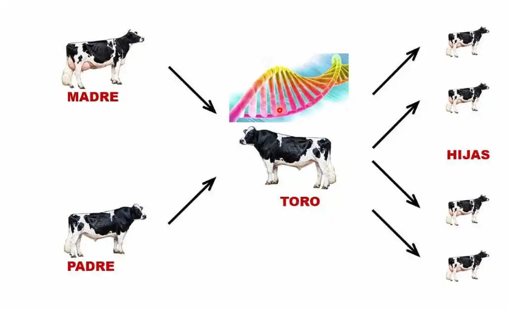 El Ateneo, junto a ACHA y Semex, realizó una capacitación virtual para comprender mejor la genómica
