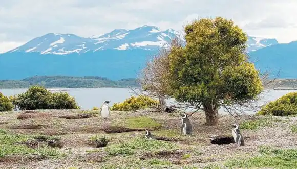 Tierra del Fuego lanzó una campaña que propone un recorrido de turismo virtual