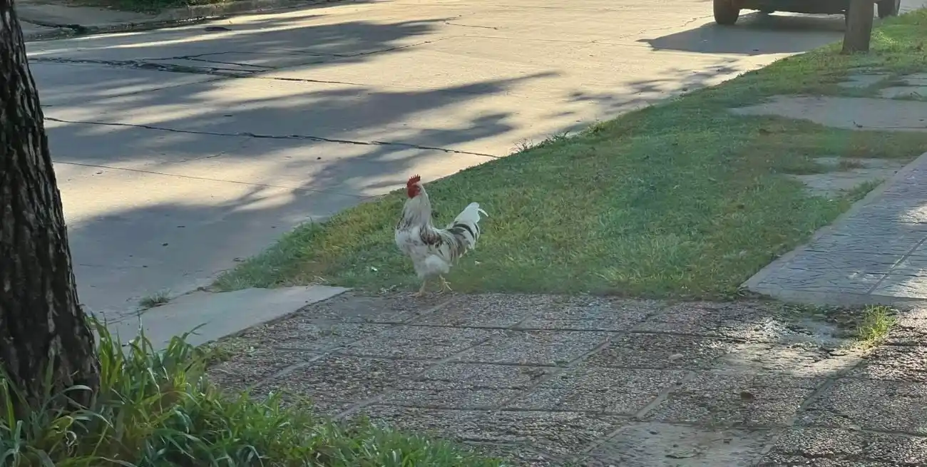 El gallo y su canto desató la ira de un vecino violento.