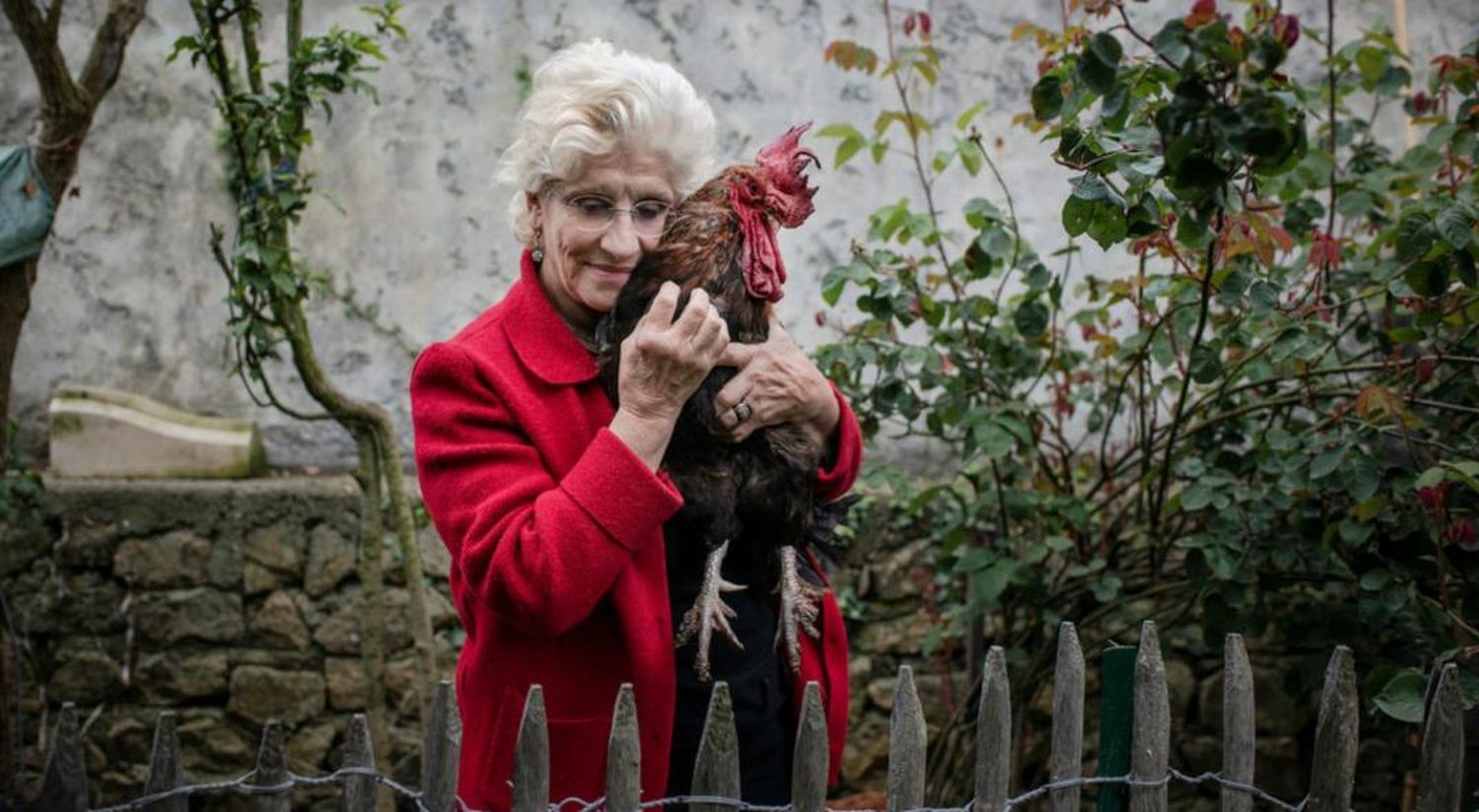 Dictaron falta de mérito al gallo que molestaba a sus vecinos en Francia