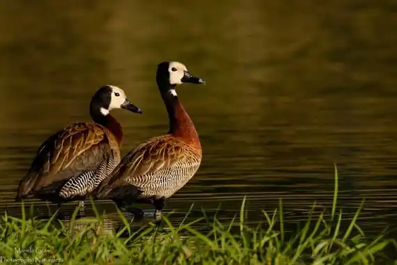 Presentan amparo contra el gobierno de Entre Ríos. Exigen que detenga la caza de animales autóctonos
