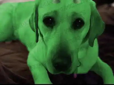 Mi país, un perro verde para el mundo