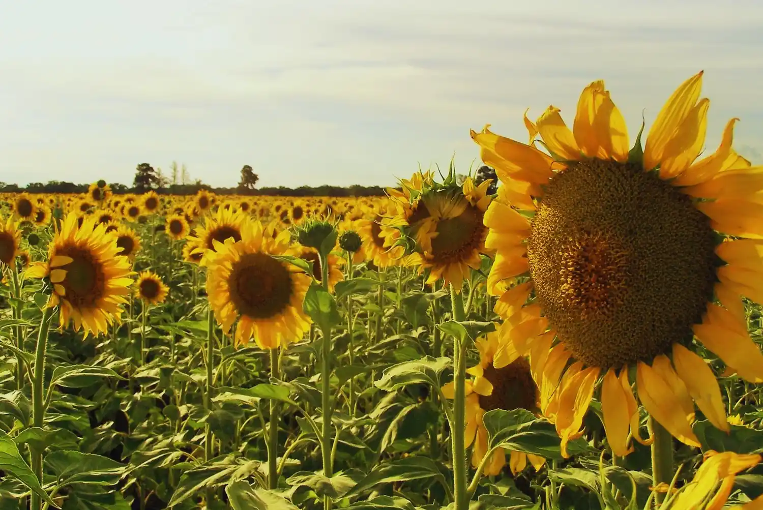Desde 2027 también bajarán las retenciones al maíz, el girasol y el sorgo