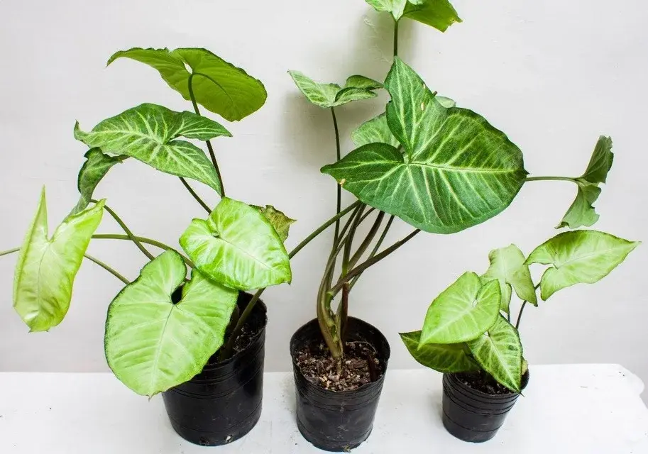 Cuatro plantas que pueden crecer en agua y son fáciles de mantener dentro de casa