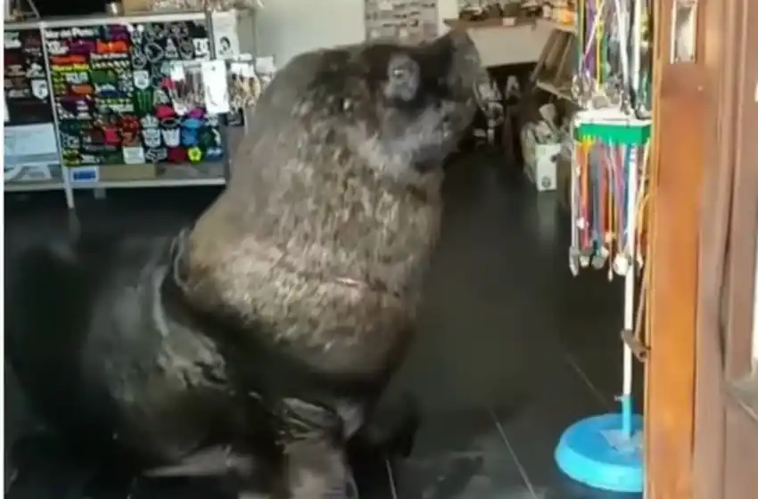 Virales: un lobo marino "atendiendo" un local en el puerto marplatense