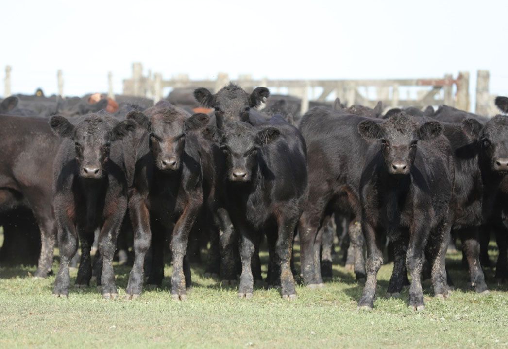 Rústicos destetará en Tandil su primera gran venta del año