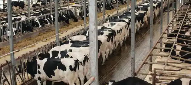 Admiten que el acuerdo lechero no alcanza para cubrir los costos del tambo