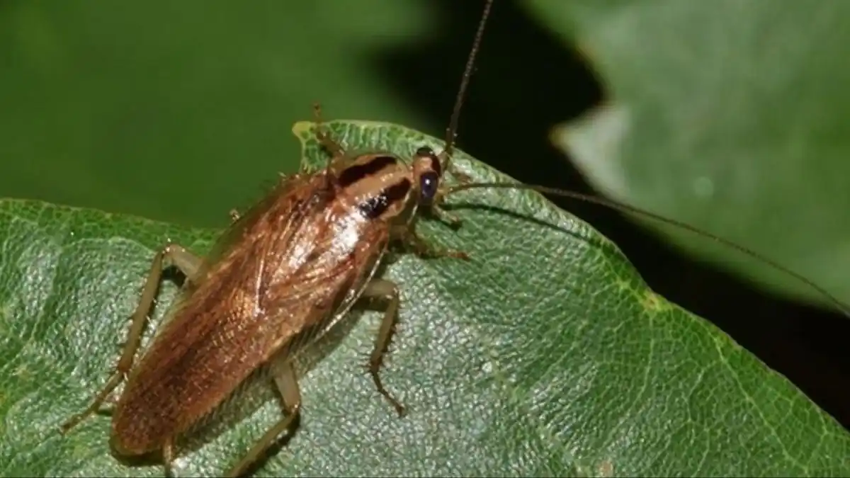 Cuál es la función de las cucarachas en el mundo y qué pasaría si no existieran