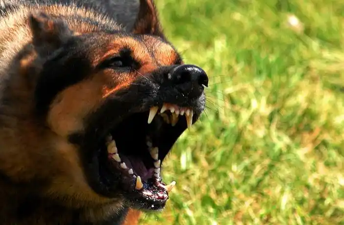 Mendoza: una mujer murió tras un salvaje ataque de perros