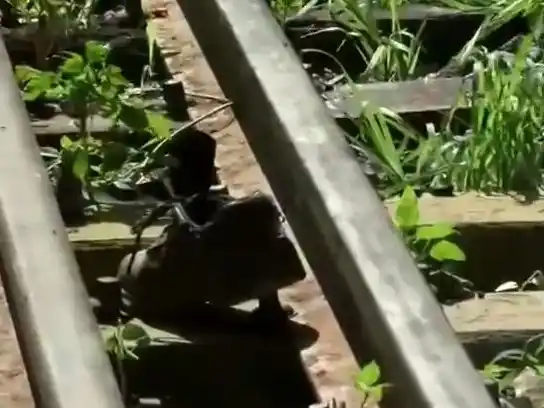 Un hombre murió tras ser atropellado por un tren en Villa Gobernador Gálvez