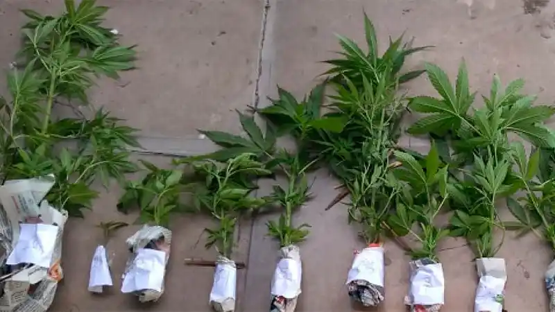 Hallaron un "mini vivero" de marihuana y un arma durante dos allanamientos