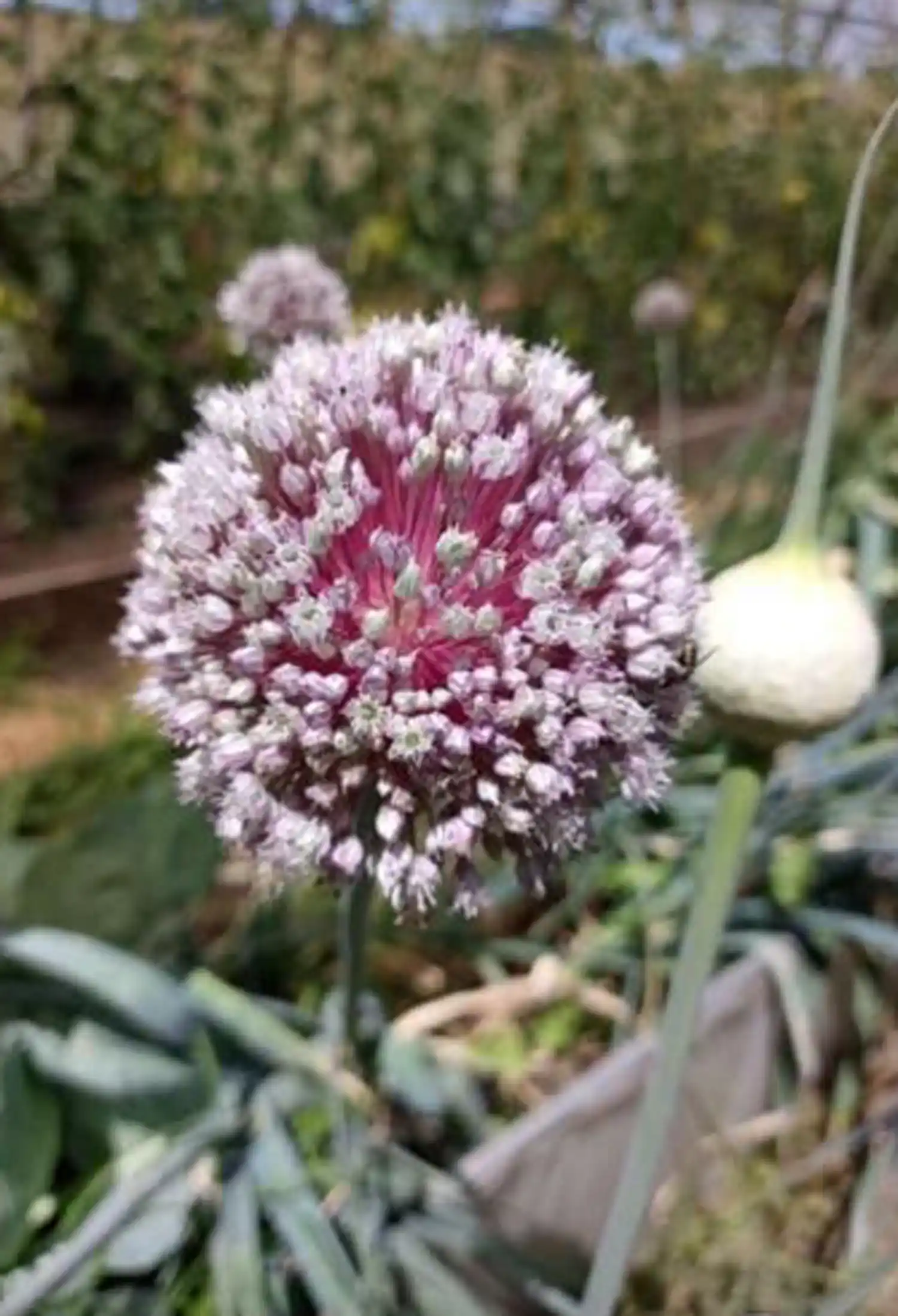 HUERTA DOMICILIARIA  Producción, recolección y conservación de semillas para el próximo ciclo
