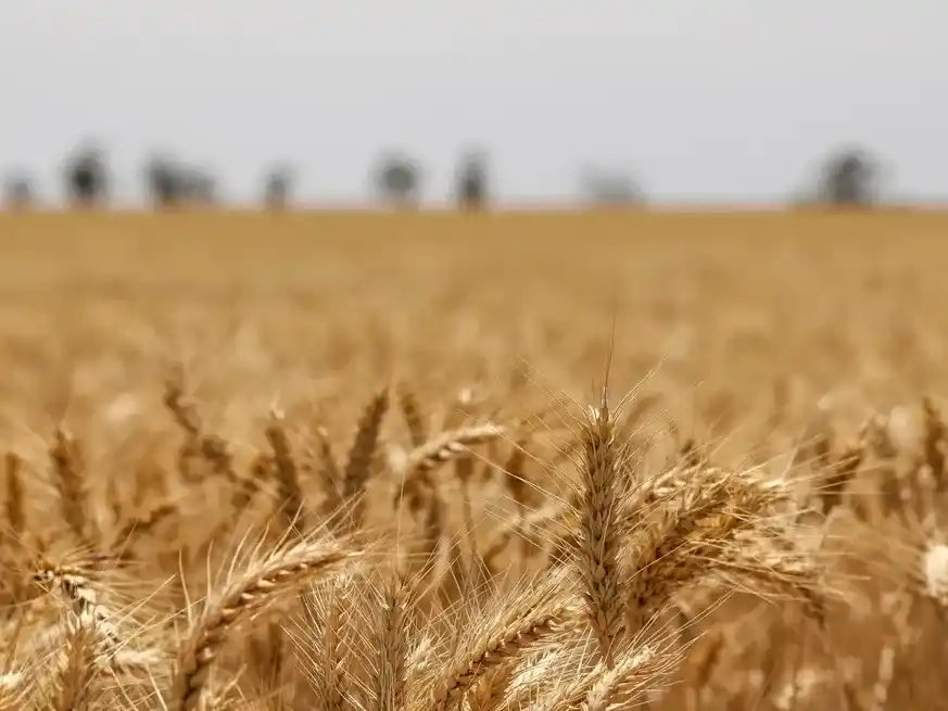 Buen desempeño del trigo en el sur impulsa al alza la producción agrícola.