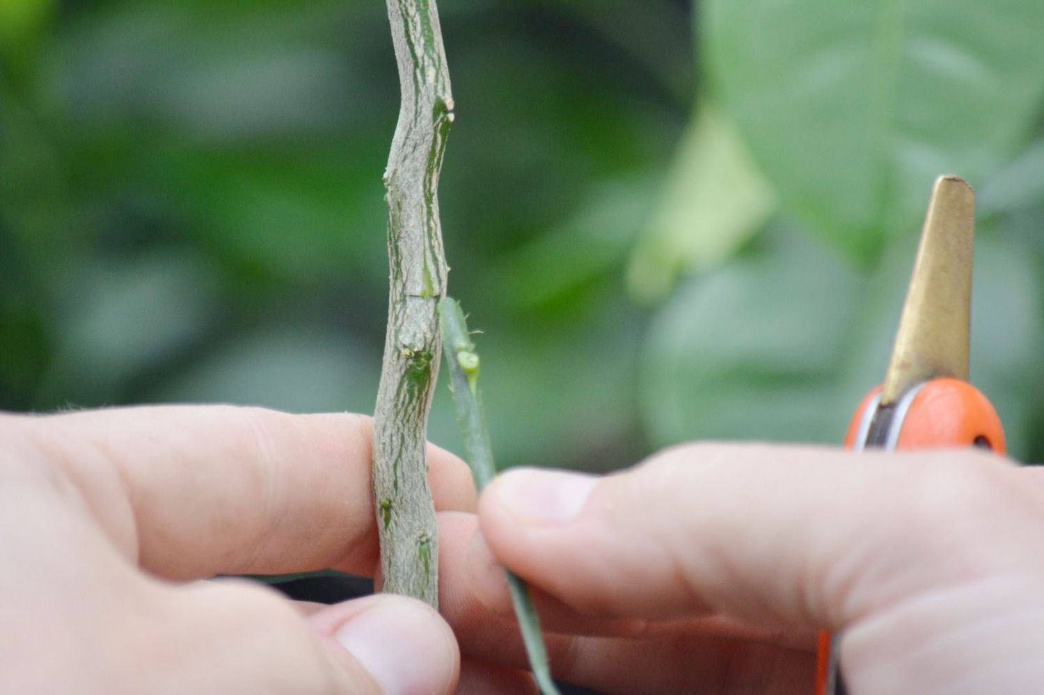 Programa de capacitación laboral en poda e injertos de citrus y poda de Nuez Pecán