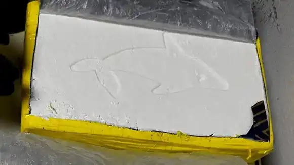 La droga del delfín: el sello narco que volvió a aparecer en Mar del Plata