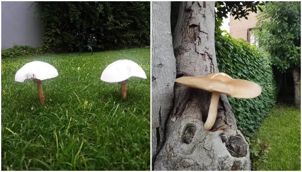 Proliferación de hongos por las lluvias: la UNLP advierte por posible toxicidad