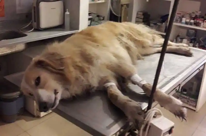 El veneno sigue desperdigado en Sierra de Los Padres