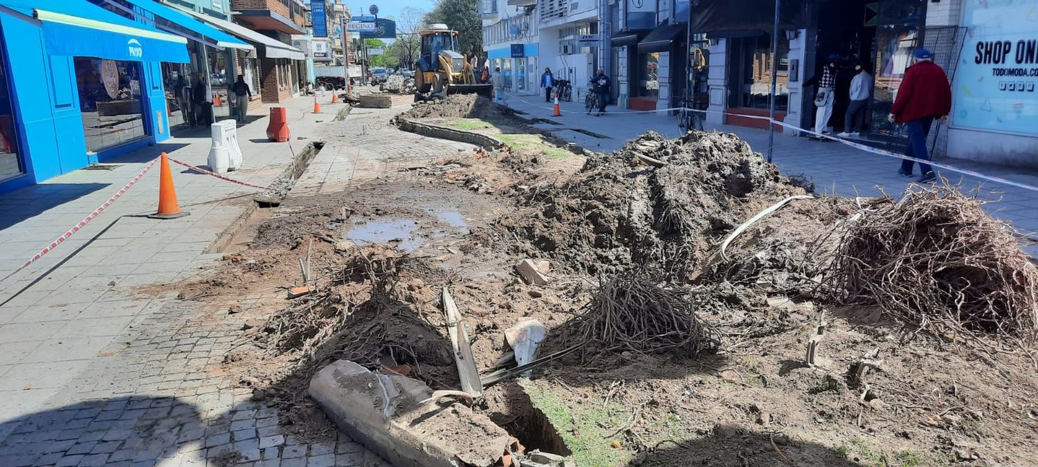 Palmeras de la Peatonal: Vicens confirmó que le dijeron que “no había tiempo” para lo que recomendó