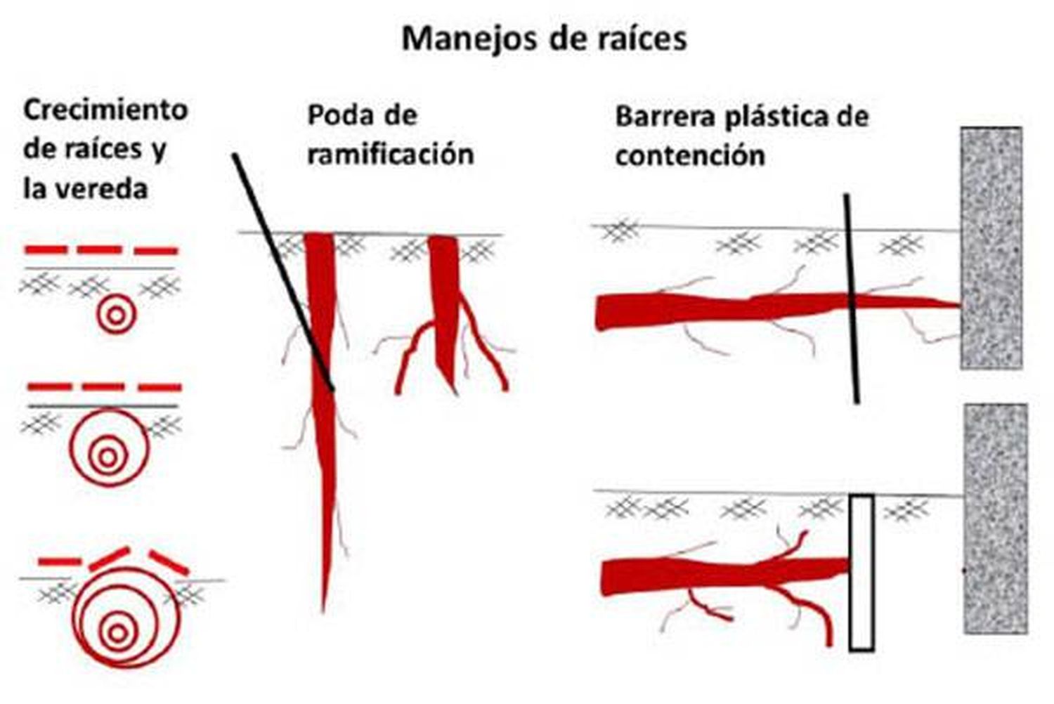 Invierno: Estamos en época de plantar árboles urbanos