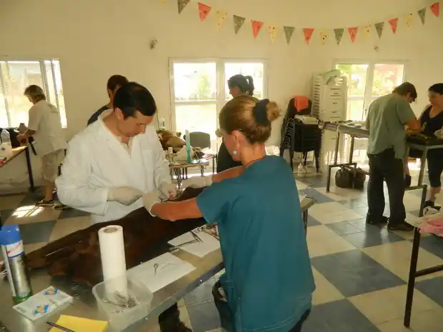 Realizaron más de 60 castraciones gratuitas