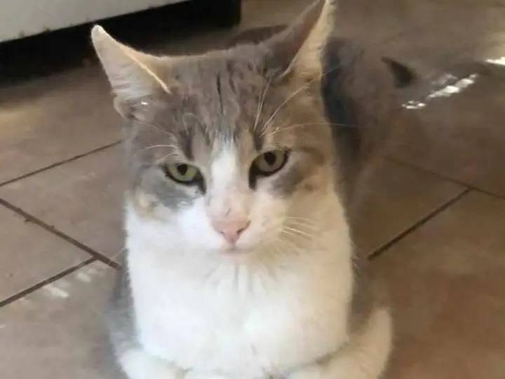 Buscan gatito extraviado
