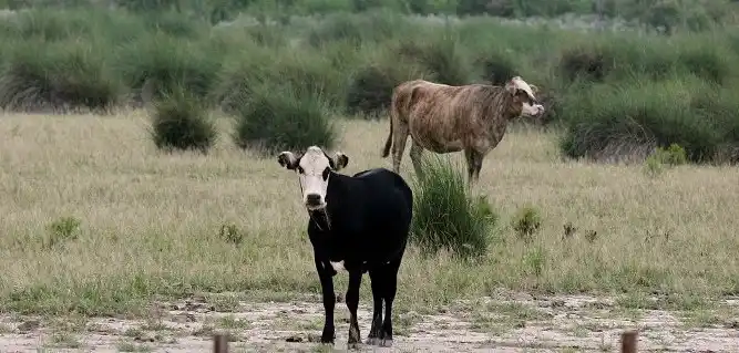 Los animales podrán cambiar de sexo gracias a una nueva técnica