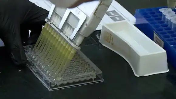 La Universidad del Litoral avanza en el desarrollo de  proteínas para vacunas