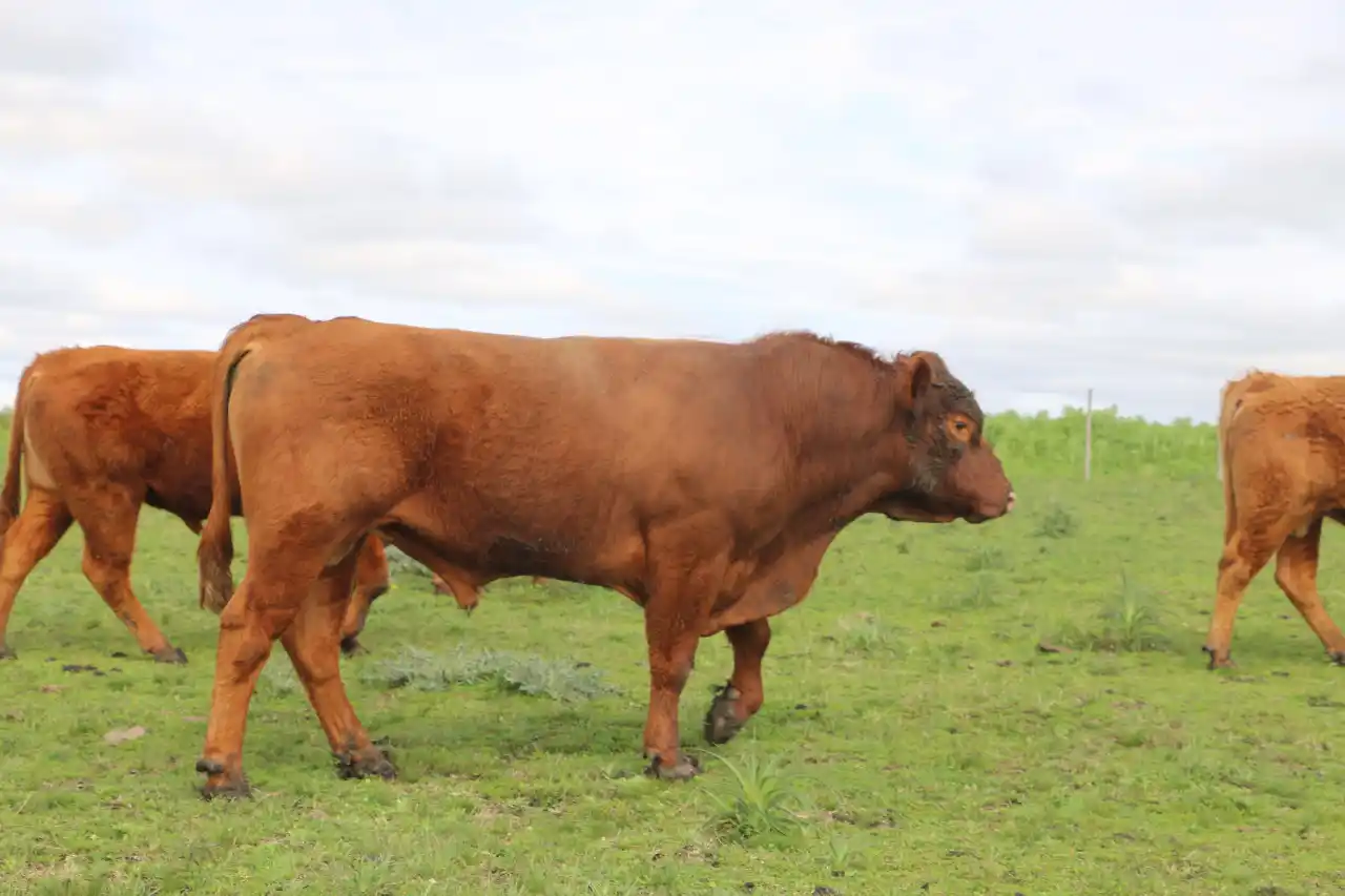 Víctor Díaz: "Trabajamos y vendemos toros de la mejor genética"