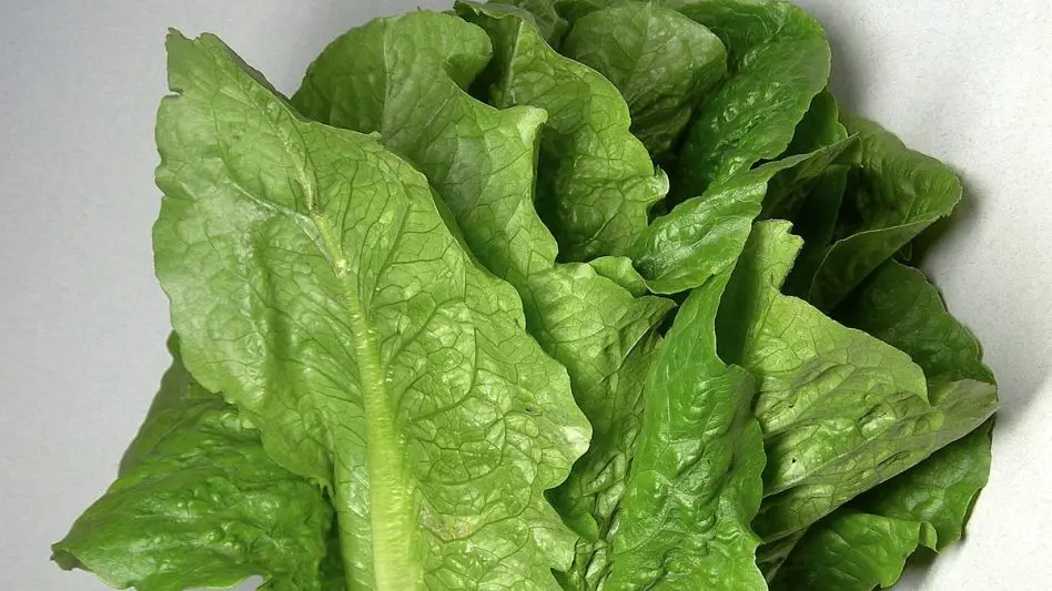 Inédito: La lechuga supera en precio al asado en Mar del Plata