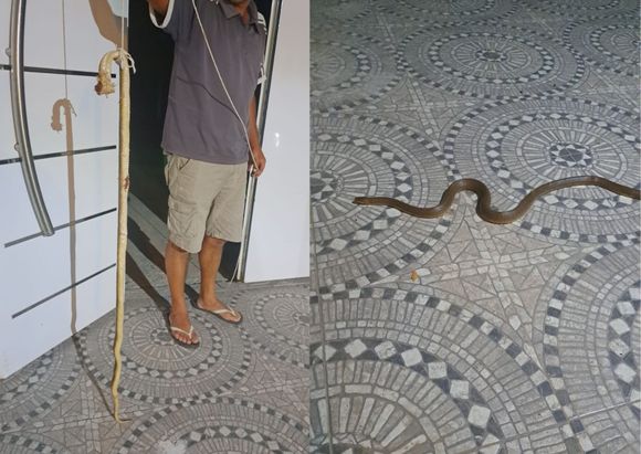 Encontró una víbora en el patio de su casa y preguntó si era una yarará