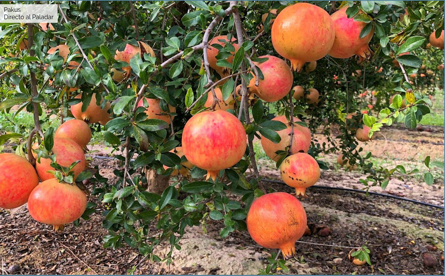 Certificación de fruta de granadas desde San Juan exportadas a Estados Unidos