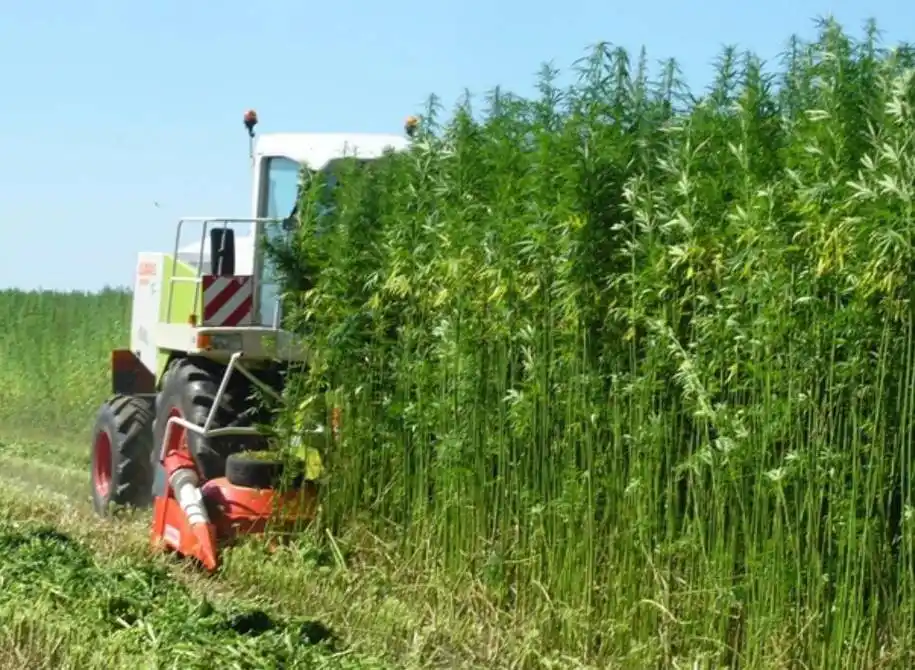 Formalizan la promulgación de la ley de Cannabis Medicinal y Cáñamo Industrial: de qué se trata