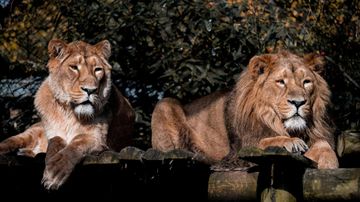 Tailandia: el cuidador de un zoológico murió tras ser atacado por siete leones cuando les daba de comer