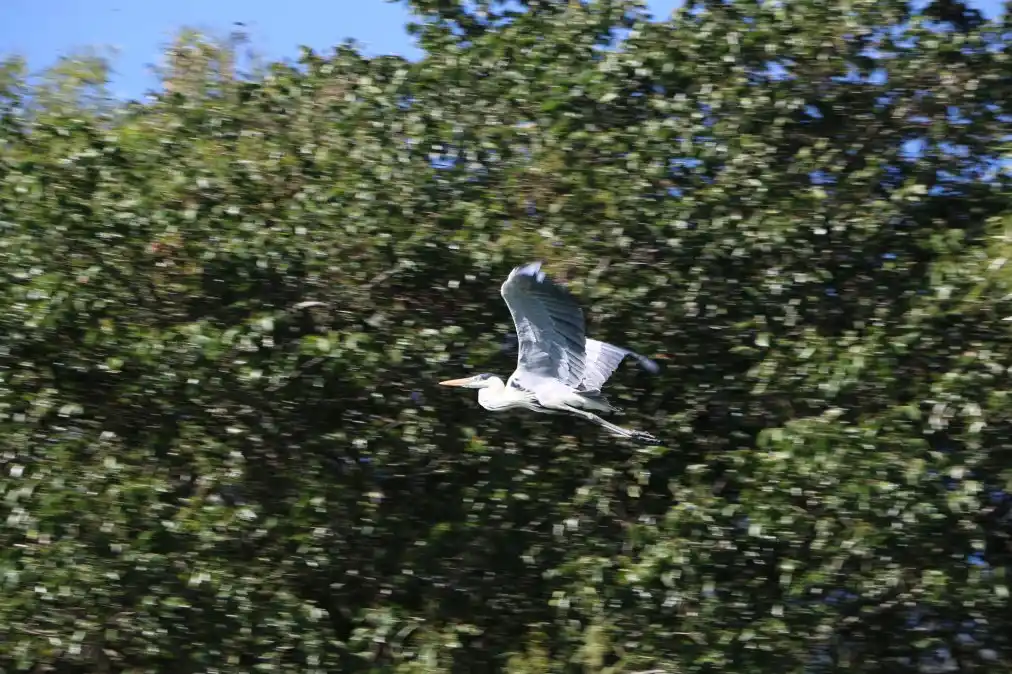 Por la tranquilidad de estas semanas, muchos animales autóctonos regresaron al Uruguay