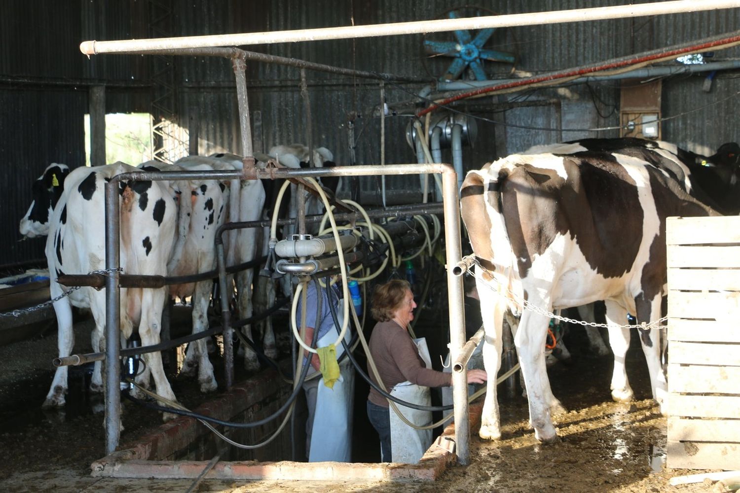 "Si no se resuelve esta situación en un mediano plazo, vamos a tener que importar leche de Uruguay"