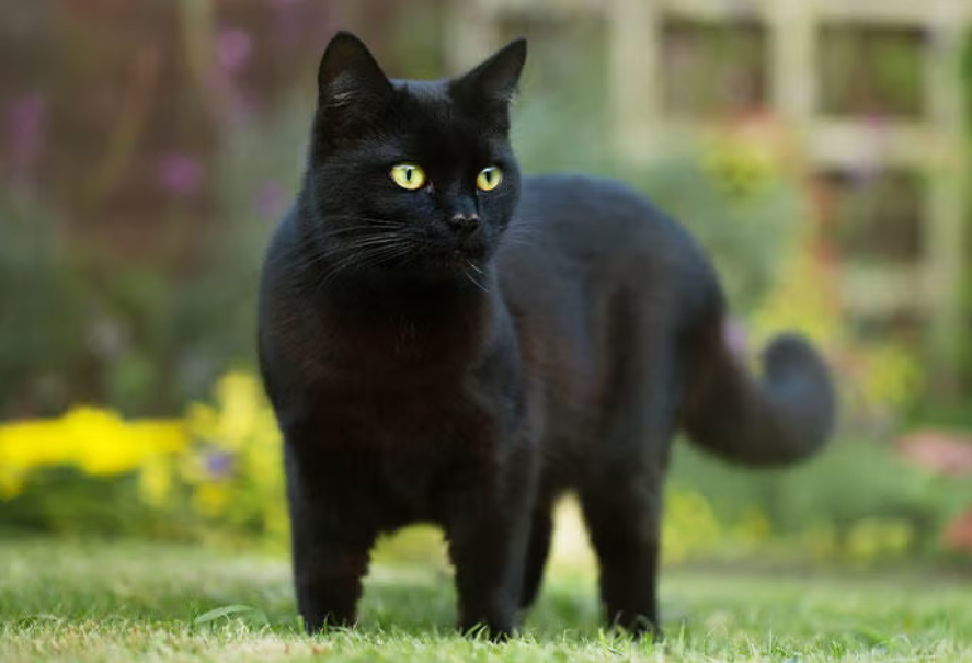 Aumentan las denuncias por maltrato animal