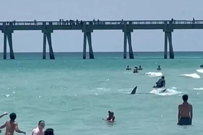 Pánico en una playa de Florida: un tiburón nadaba en la orilla y ahuyentó a los bañistas