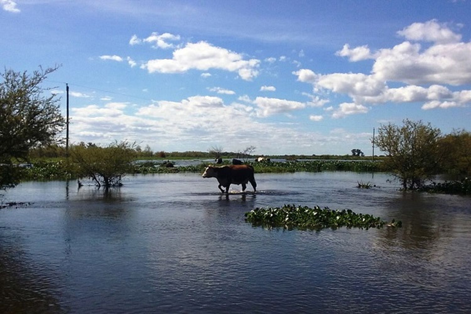 Más de 480 productores recibieron ayuda agropecuaria