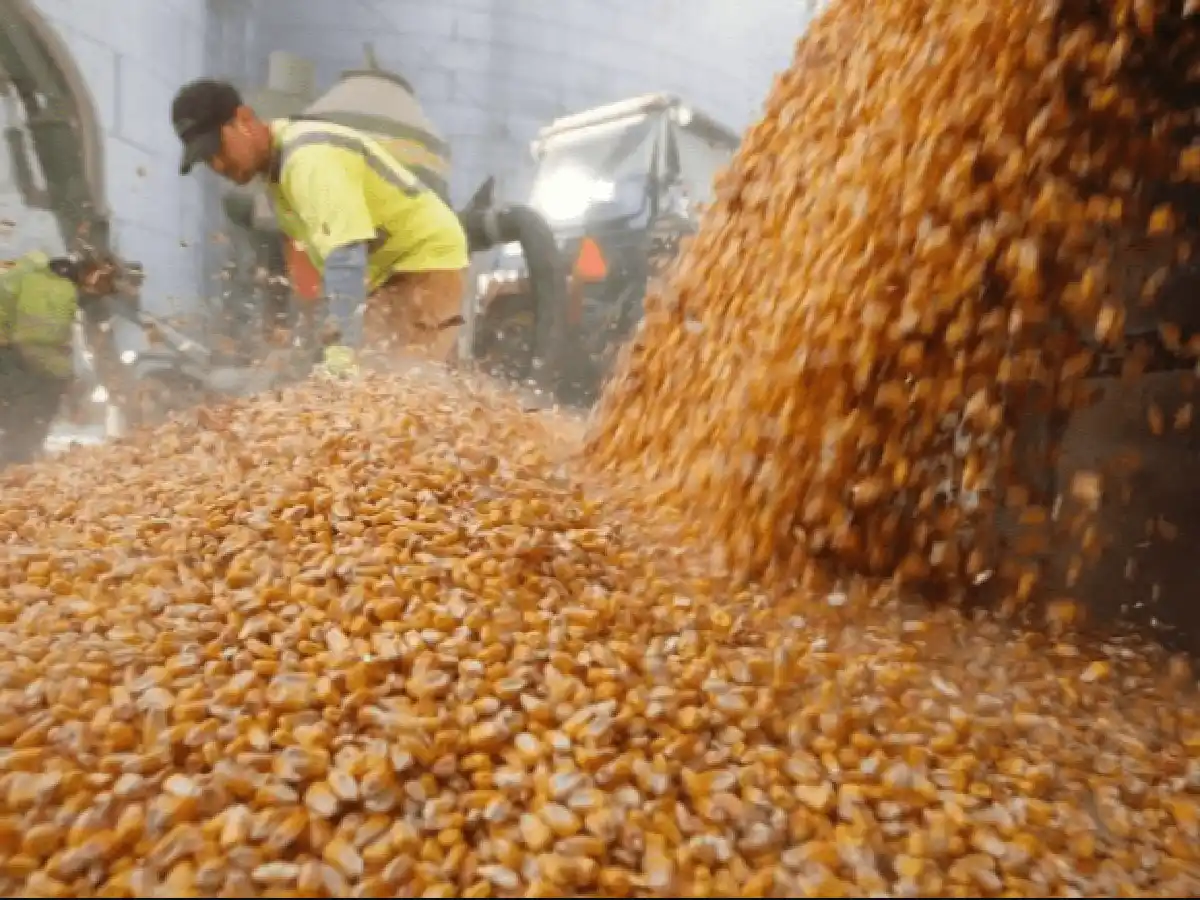 Cepo al maíz: la Mesa de Enlace analiza un paro del campo