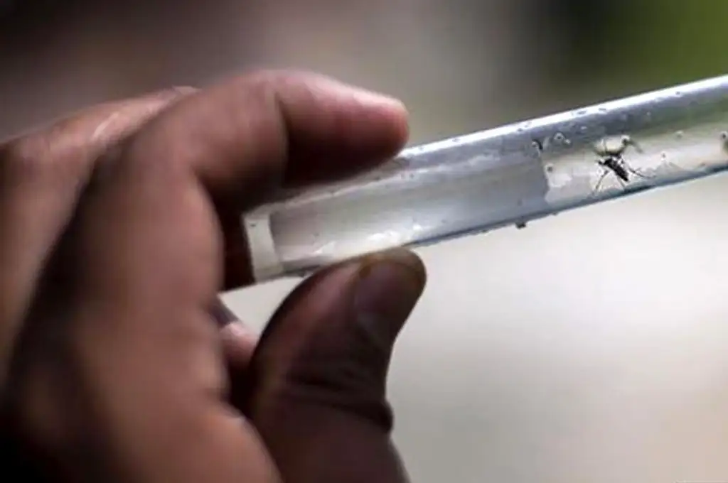 Jujuy declaró la emergencia sanitaria por dengue